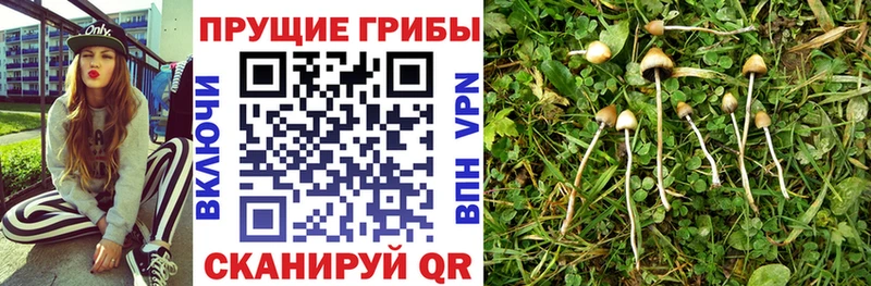 наркошоп  Калуга  Псилоцибиновые грибы Psilocybine cubensis 